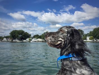 Side view of a dog in water