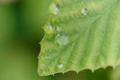 Close-up of wet plant leaves