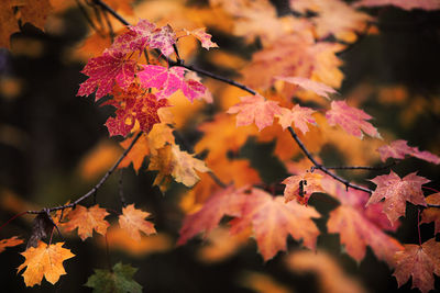 Close-up of pink flowers