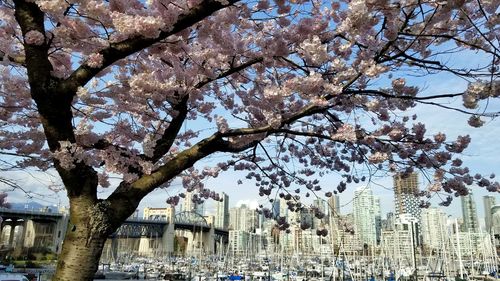 Cherry blossom tree by buildings in city against sky
