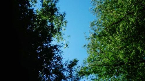 Low angle view of trees against sky