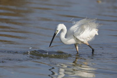 A little egret fishing