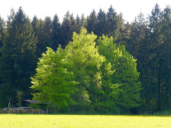 Trees in forest