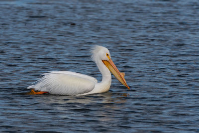 View of duck swimming in lake