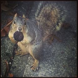 Close-up of an animal