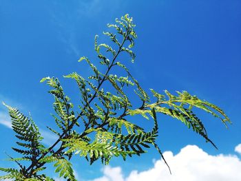 Low angle view of plant against blue sky