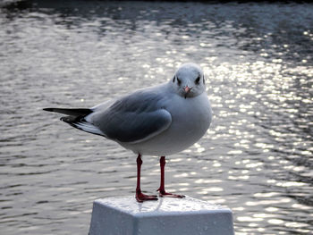 Close-up of bird in water