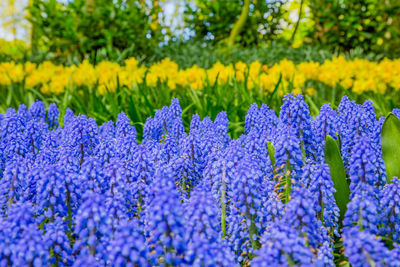 Muscari flowers in keukenhof. keukenhof park, netherlands. grape hyacinth or muscari river 