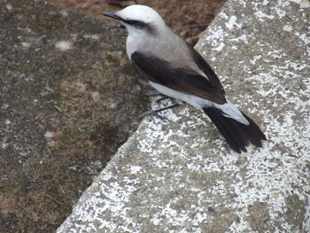 Close-up of bird perching outdoors