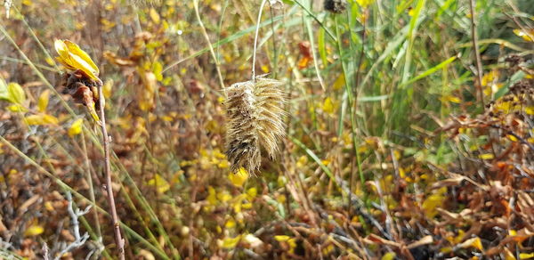 Close-up of flowering plant on field