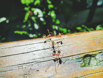 Close-up of insect on wood