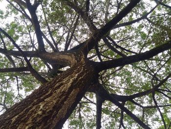 Low angle view of tree against sky