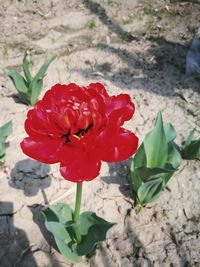 Close-up of red rose