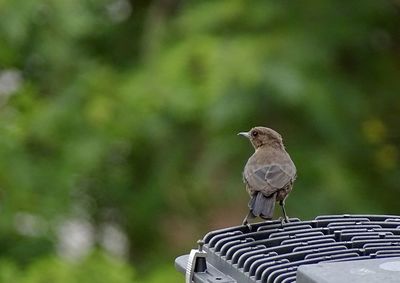 Close-up of bird perching on roof