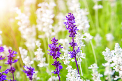 Close-up of lavender purple flowering plant on field