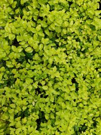 A beautiful fresh green little leaves as wall interior or exterior design