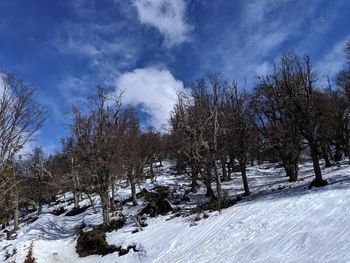 Trees on snow covered land against sky