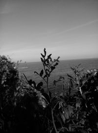 Plants growing by sea