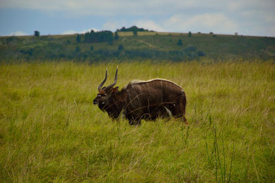 Side view of nyala on grassy field against sky