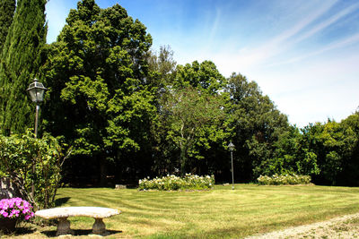 Trees in park against sky on sunny day