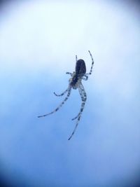 Close-up of spider