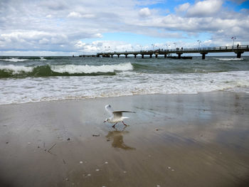 Seagulls on beach