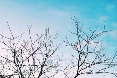 Low angle view of bare trees against blue sky