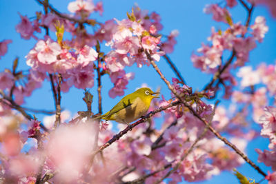 Low angle view of bird perching on cherry blossoms