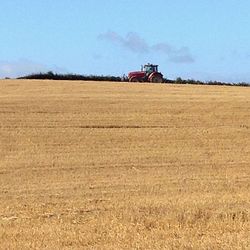 Scenic view of agricultural field against clear blue sky