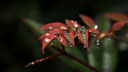 Close-up of wet red flower