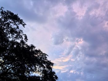 Low angle view of trees against sky