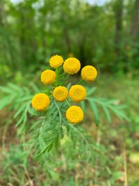 Close-up of yellow flowering plant on field