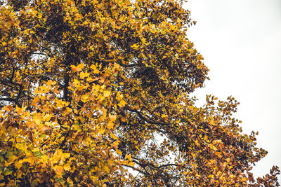 Low angle view of flowering tree against sky during autumn