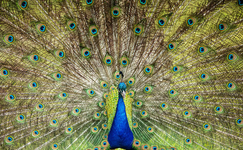 Close up of a peacock's plumage in full display.