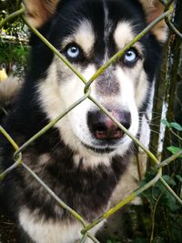 Close-up portrait of dog