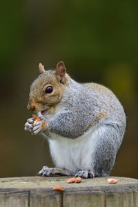 Side view of a squirrel eating a nut 