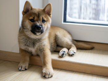 Portrait of dog sitting on hardwood floor at home