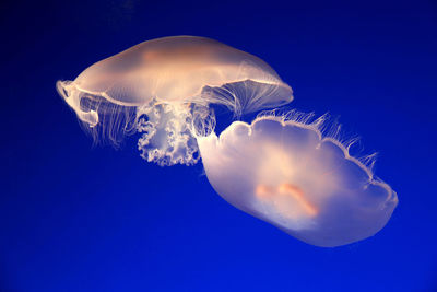 Close-up of jellyfish in sea