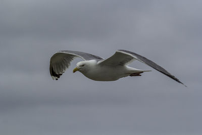 Seagull in the open air in flight. 
