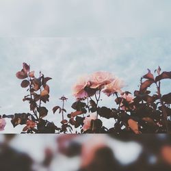 Low angle view of leaves against sky