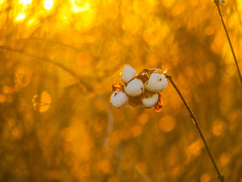 Close-up of plant against blurred background