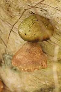 Close-up of plant