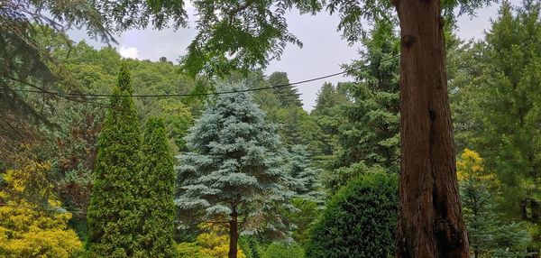 Trees in forest against sky