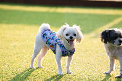 View of two dogs on grass
