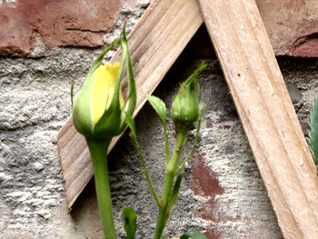 High angle view of plant growing on footpath