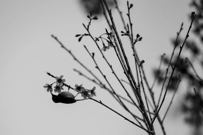 Cute bird in the forest