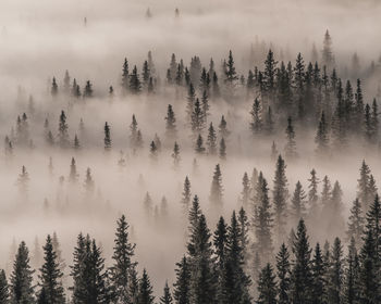 High angle view of pine trees against sky