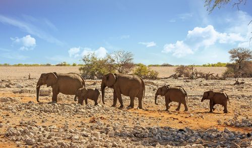 Horses grazing on field against sky