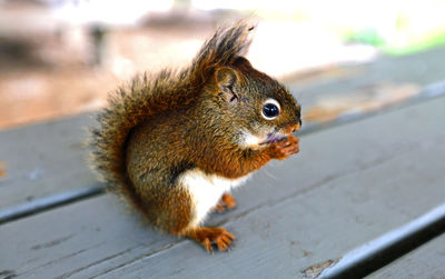 Close-up of squirrel on wood