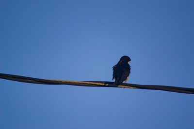 Low angle view of bird perching on cable